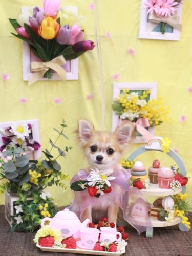 20230326りるちゃん